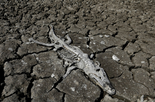 The carcass of a yacare caiman lies in the dried-up river bed of the Pilcomayo river in Boqueron, Paraguay, August 14, 2016. (Photo by Jorge Adorno/Reuters)