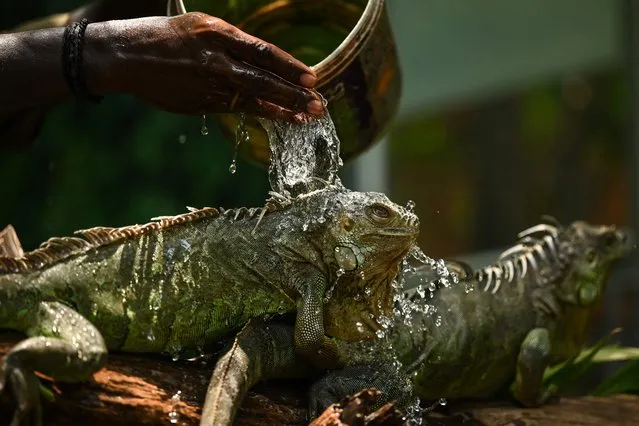 A worker sprays water on a Green Iguana on a hot summer day at the Snake Park in Chennai on May 19, 2023. (Photo by R. Satish Babu/AFP Photo)