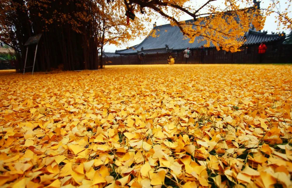 The Ancient Ginkgo Tree Makes Golden Сarpet of Leaves Every Autumn