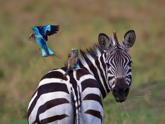 Two cheeky birds were spotted taking a perch on an unsuspecting zebra's bum at the Masai Mara National Reserve in Kenya in May 2023. (Photo by Clint Ralph/Caters News Agency)