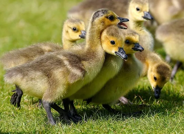Canada Goose chicks (Gosling) swim and parade around the lake at Calderstones Park, Liverpool, Merseyside on Thursday, May 25, 2023. (Photo by Peter Byrne/PA Images via Getty Images)