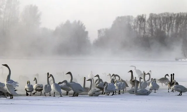 Swans gather on a partially ice-covered lake, with the air temperature at about minus 35 degrees Celsius (minus 31 degrees Fahrenheit) as steam ascends above the water near the village of Urozhainy, Sovetsky district of Altai region, January 26, 2015. (Photo by Andrei Kasprishin/Reuters)