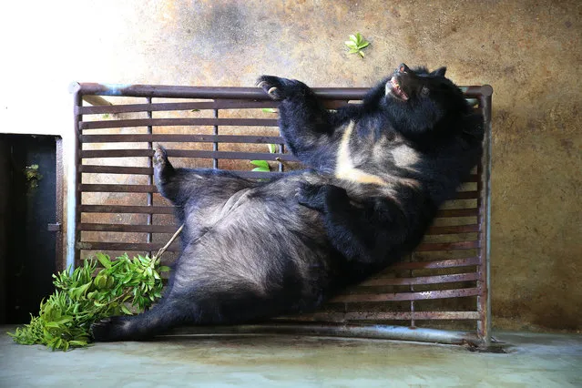 A moon bear plays inside its sanctuary at the Vietnam bear rescue centre, which is operated by international organization Animals Asia, in Tam Dao national park, about 70 kilometers from Hanoi, Vietnam, 10 July 2018. Animals Asia together with the Vietnam Traditional Medicine Association launched two books: “The technical instruction to plant and cultivate herbal alternatives to bear bile” and “Care and welfare of Asiatic black bears and Malayan sun bears in rescue centers” on 10 July, aiming to promote herbal alternatives to bear bile and make better impact on the protection of bears in Vietnam. Animals Asia has rescued over 600 bears across Vietnam and China so far. (Photo by Luong Thai Linh/EPA/EFE)