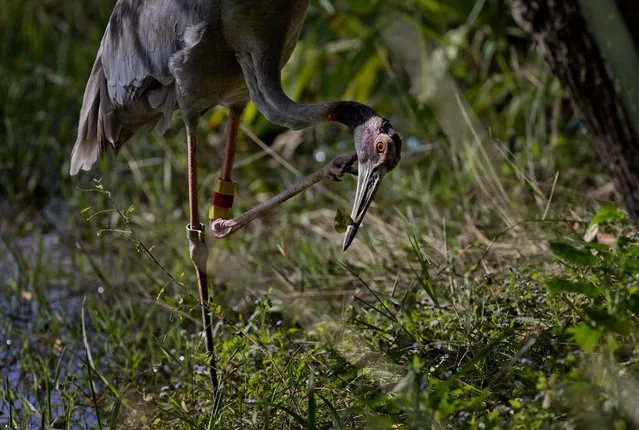 In this Friday, November 4, 2016, photo, a sarus crane, who was injured since introduced to wildness, stretches in the wild near a bird acclimating center in Buriram, Thailand. It's a dicey moment when a sarus crane first flies: Sometimes they crash into trees, other times they face plant on touchdown. The tallest flying birds in the world, 70 incubator-hatched, hand-fed sarus cranes have been raised and released over the past five years in Thailand’s farm-rich northeast province of Buriram. (Photo by Gemunu Amarasinghe/AP Photo)