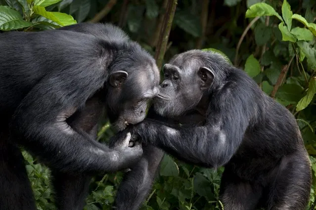 Chimpanzees play before their daily feeding at the Liberia Chimpanzee Rescue Project headquarters in Charlesville, Liberia, November 19, 2015. (Photo by Malin Palm/Reuters)