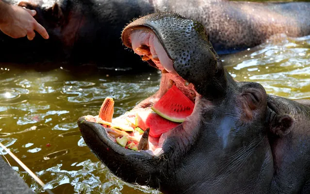 A hippopotamus eats frozen watermelon to cool off at the “Bioparco” zoo during a heat wave on July 25, 2018 in Rome, Italy. (Photo by Tiziana Fabi/AFP Photo)