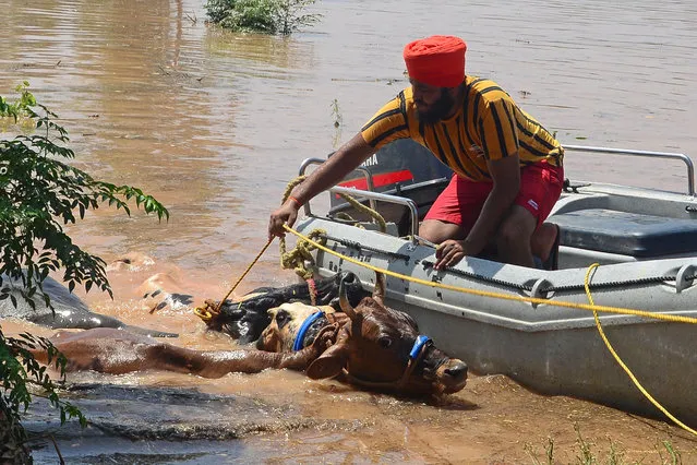 In this photograph taken on July 11, 2023, a villager rescues his cattle in a flood-affected area after a breach in river Sutlej following heavy monsoon rains in Jalandhar district of India's Punjab state. Days of intense monsoon rains across northern India have left at least 29 people dead, rendering many areas inaccessible with bridges smashed and roads blocked, officials said. (Photo by Shammi Mehra/AFP Photo)