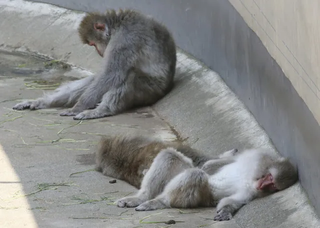 Japanese macaques take a nap in the shade of Ueno Zoo in Tokyo, Wednesday, August 1, 2018. (Photo by Koji Sasahara/AP Photo)