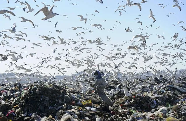 A woman picks up recyclable materials, as seagulls look for food, at a dump site of a garbage disposal plant in Dalian, Liaoning province January 30, 2015. (Photo by Reuters/Stringer)