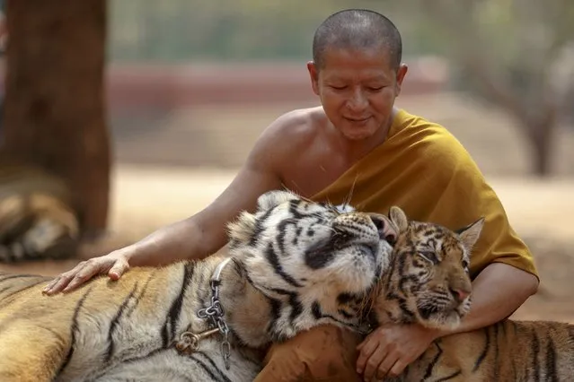 A Buddhist monk plays with tigers at the Wat Pa Luang Ta Bua, otherwise known as the Tiger Temple, in Kanchanaburi province February 12, 2015. (Photo by Athit Perawongmetha/Reuters)