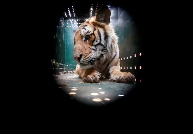 A tranquilized tiger is pictured inside a cage upon its arrival to Central Zoo from Bardiya National Park after reports of fatal attacks on people, in Lalitpur, Nepal, April 6, 2021. (Photo by Navesh Chitrakar/Reuters)