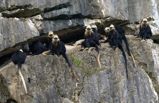 A flock of white-headed langurs rest on a cliff at a national nature reserve in Luobai Town of Jiangzhou District, Chongzuo City, south China's Guangxi Zhuang Autonomous Region on August 5, 2023. China's white-headed langur is one of the world's most endangered primate species. Characterized by the white hair on their heads, the animals are spotted in less than 200 square km karst hills between the Zuojiang and Mingjiang rivers in Chongzuo. In recent years, in order to better protect the white-headed langur, patrolling and technological measures including infrared cameras and remote monitoring have been applied to track and monitor them around the clock. The latest figures show that the population of white-headed langurs has increased to about 1,400 thanks to a group of guardians who dedicate themselves to protecting those elves in spite of many problems. (Photo by Xinhua News Agency/Rex Features/Shutterstock)