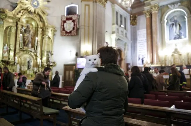 A woman carries her cat after a mass inside San Anton Church in Madrid, Spain, January 17, 2016. (Photo by Andrea Comas/Reuters)