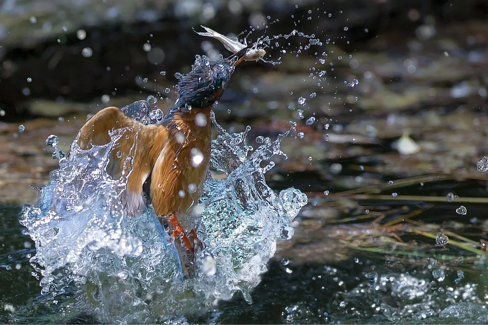 The Week in Pictures: Animals, October 12 – October 18, 2013
