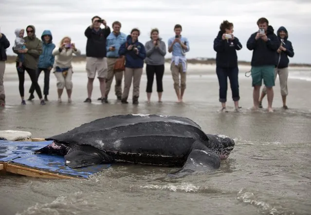 Turtle volunteers look on as staff with the South Carolina Aquarium, the Sea Turtle Rescue Program and South Carolina Department of Natural Resources, release a leatherback turtle in Isle of Palms, South Carolina March 12, 2015. (Photo by Randall Hill/Reuters)