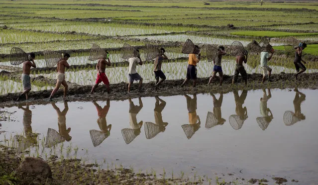 Indian men belonging to Tiwa tribe walk on a paddy field as they arrive with their fishing tackle to participate in a community fishing event at Jonbeel festival, near Gauhati, India, Friday, January 22, 2016. Tribal communities like Tiwa, Karbi, Khasi, and Jaintia from nearby hills come down in large numbers to take part in the festival and exchange goods through an established barter system. Community fishing and cockfights are also held between tribal and non-tribal groups during this festival. (Photo by Anupam Nath/AP Photo)