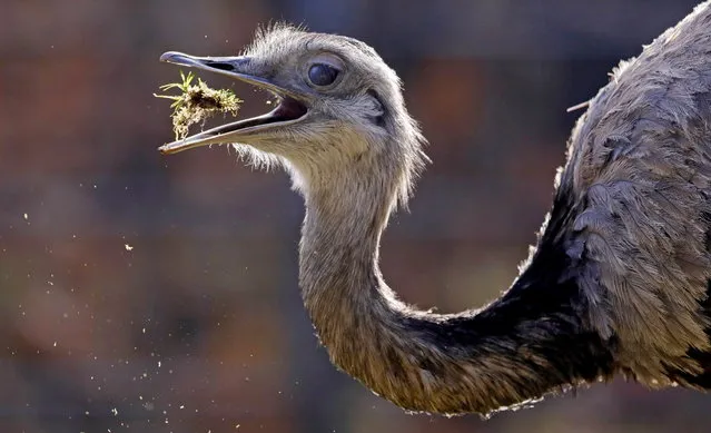 A gray rhea (Rhea americana) bird eats some grass in its enclosure at the Wilhelma zoo in Stuttgart, Germany, 23 November 2018. The Nandu is a flightless bird native to South America. Nandu hens usually only lay the eggs while the roosters hatch them and solely looks after the chicks for about half a year. (Photo by Ronald Wittek/EPA/EFE)