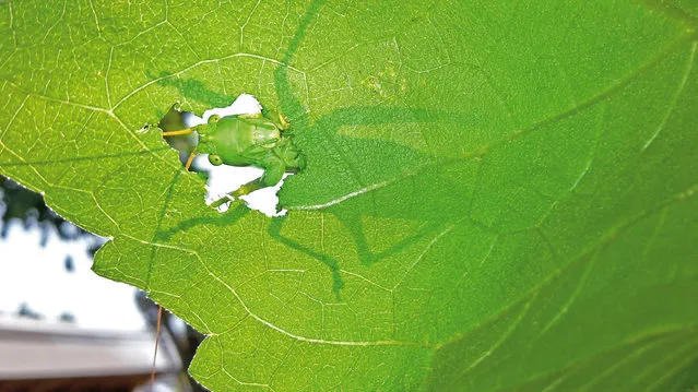 The grand prize winner is Senne Mensink, 13, from the Netherlands with this shot of a grasshopper eating a leaf. (Photo by Senne Mensink/National Geographic)