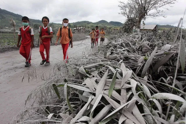 Indonesian school boys walk past plants covered by ash from Sinabung volcano after it erupted several times recently, in Karo on November 8, 2013. (Photo by AFP Photo/ATAR)