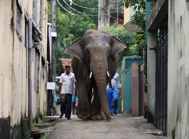 A mahout walks his elephant on a small road at a residential area in Colombo, Sri Lanka November 20, 2016. (Photo by Dinuka Liyanawatte/Reuters)