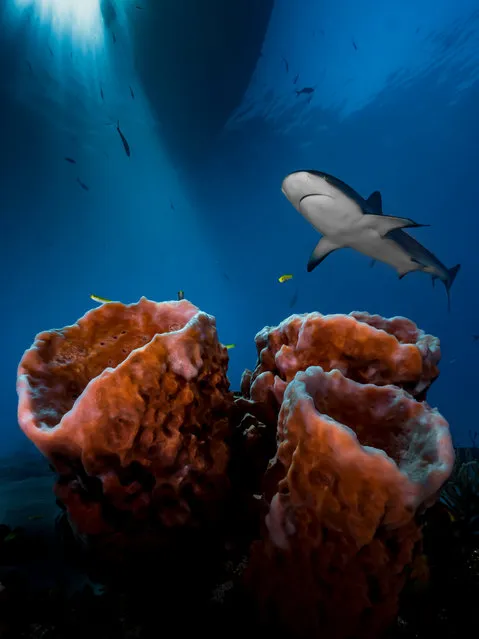 Up & coming underwater photographer of the year, also winner, up & coming worldwide category. Three Pillars – Practice, Patience & Luck! by Pier Mane (South Africa). Location: Tiger Beach, Bahamas. “Weary of shooting sharks head-on ... I decided to turn away from the peak action ... I wanted sun rays, dramatic foreground, background perspective, and – the cherry on top – to capture the “master of the house” in all of its mystique. The three sponges were well-positioned to set the scene and it took countless shots to balance the elements; but perseverance, patience and practice all paid off”. (Photo by Pier A. Mane/Underwater Photographer of the Year 2016)