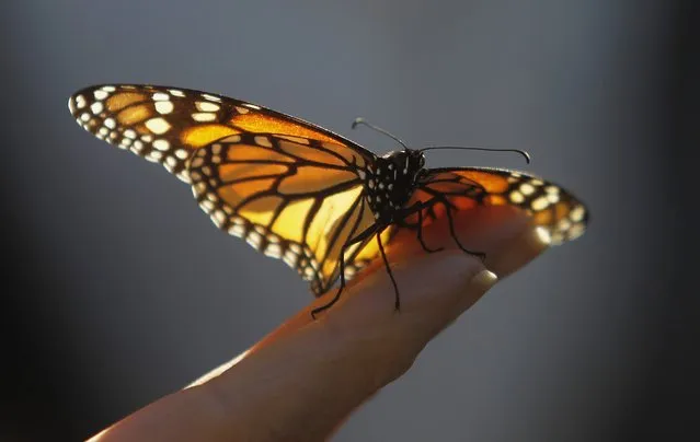 A monarch butterfly rests on a visitor's hand at the Monarch Grove Sanctuary in Pacific Grove, California in this December 30, 2014, file photo. Favorable weather conditions at breeding grounds for Monarch butterflies in Mexico are expected to help raise their numbers to more than 100 million this year, about triple of a few years ago, a study released on February 18, 2016 said. (Photo by Michael Fiala/Reuters)