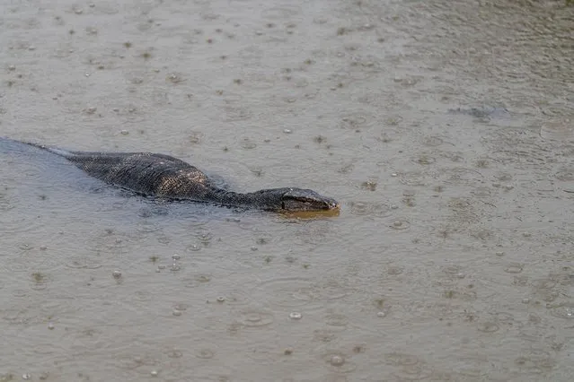 A water monitor lizard swims in the Tapi River during heavy rainfall on November 27, 2023. Heavy rain and flooding take place in Surat Thani, Thailand, a tropical area increasingly affected by climate change during the south's rainy season. (Photo by Matt Hunt/SOPA Images/Rex Features/Shutterstock)