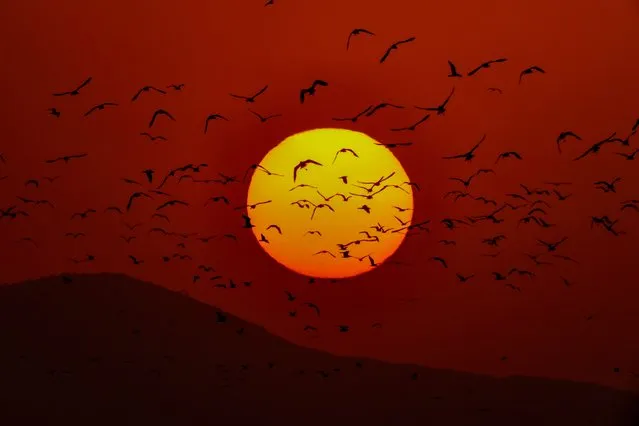A flock of birds fly in front of the sun during sunset at the Lake Van on June 18, 2021 in Van, Turkey. (Photo by Ozkan Bilgin/Anadolu Agency via Getty Images)