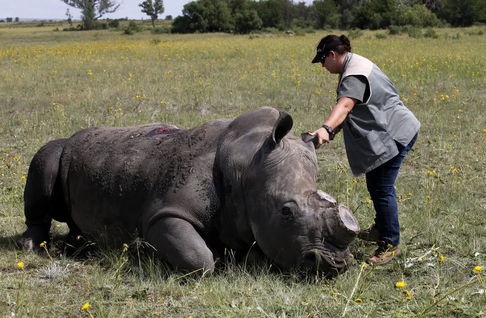 Dehorning Rhinos