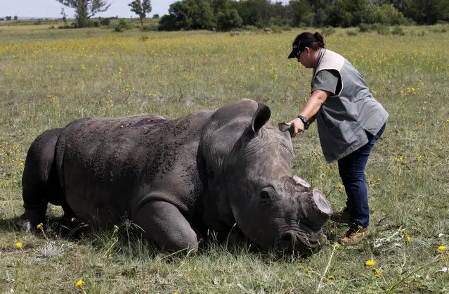 A veterinarian inspects a tranquillised black rhino after it was dehorned in an effort to deter the poaching of one of the world's endangered species, at a farm outside Klerksdorp, in the north west province, South Africa,February 24, 2016. (Photo by Siphiwe Sibeko/Reuters)