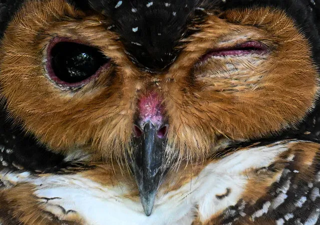 A spotted wood owl is pictured at KL Bird Park in Kuala Lumpur on December 27, 2023. (Photo by Mohd Rasfan/AFP Photo)