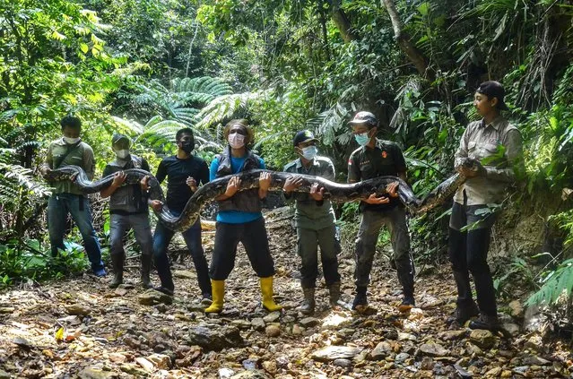 This picture taken on September 21, 2021 shows wildlife rangers posing with a sedated 9-meter long python, estimated to weigh about 100 kilograms, they caught near a village in Kampar and later released back into the neighbouring jungle of Pelalawan. (Photo by Wahyudi/AFP Photo)