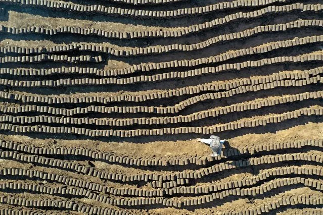 In this aerial view, a worker lines up tubes of pomace-wood, known locally as “birin”, a flammable and eco-friendly product made from olive oil waste that can be used to heat houses during winter, at factory in the town of Armanaz, in the northwestern part of Syria's Idlib province, on October 16, 2021. The waste that remains after the olives are pressed to make oil, is gathered, shaped in to pipes, cut and then sun dried. (Photo by Omar Haj Kadour/AFP Photo)