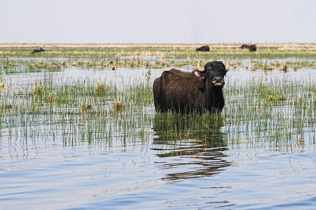A buffalo is pictured on March 2, 2024 in Iraq's central Mesopotamian marshes, located in the Chibayish district of the southern Dhi Qar governorate, which has recently witnessed an increase in water levels as a result of the abundant rainfall following a long period or drought that had dried the marshland up. Even at their centre in Chibayish, only a few expanses of the ancient waterways – home to a Marsh Arab culture that goes back millennia – survive, linked by channels that snake through the reeds. Thanks to seasonal rain this winter, the wetlands have seen life go through them again and brought visitors back to to the area from across Iraq and even abroad. (Photo by Asaad Niazi/AFP Photo)