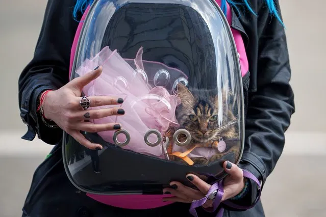 A cat wearing a pink dress sits in a pet carrier at the Pet Expo 2024, a pet show in Bucharest, Romania, Saturday, March 16, 2024. (Photo by Andreea Alexandru/AP Photo)