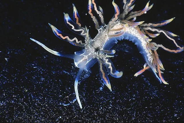 The sea slug Phyllodesmium acanthorhinum is seen in this undated handout picture by Robert Bolland. P. Acanthorhinum – seen as a 'missing link' between sea slugs that feed on hydroids and those specializing on corals – is one of SUNY College of Environmental Science and Forestry's “Top 10” species discovered in 2014. (Photo by Robert Bolland/Reuters)