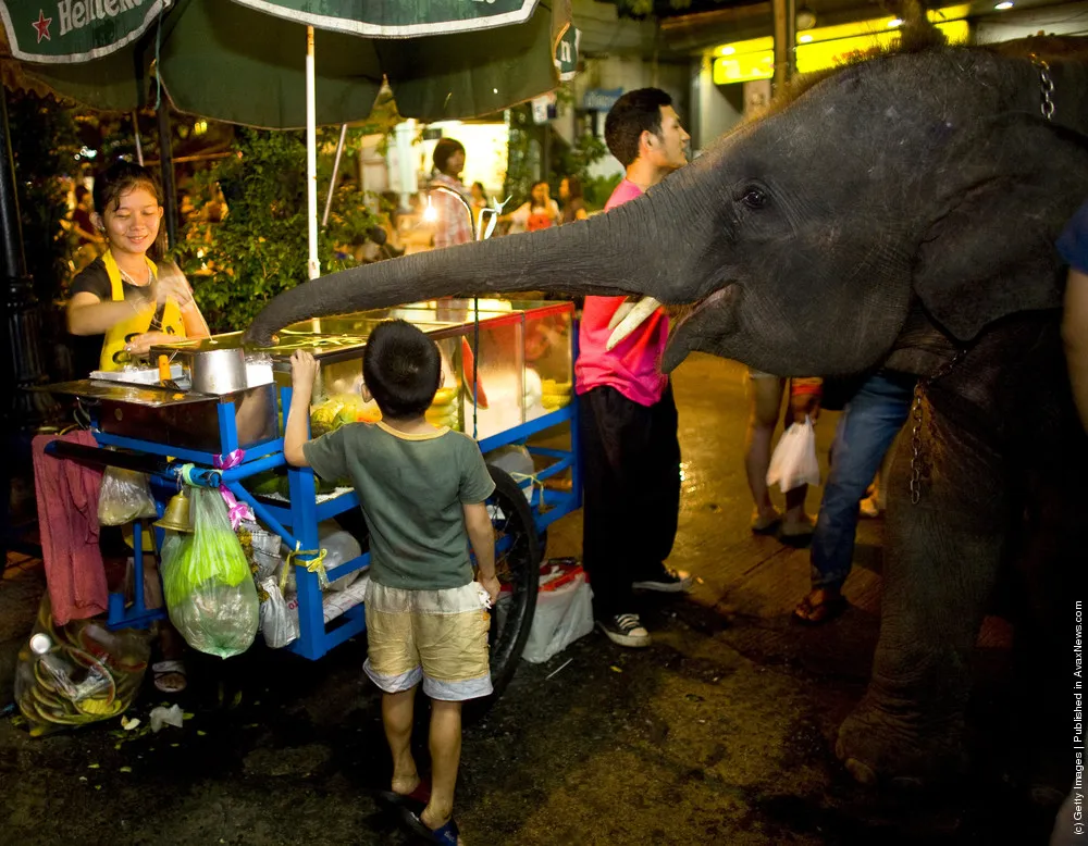 Urban Elephants Roam The Streets of Bangkok