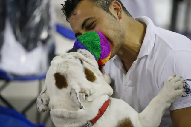 Stedorjoy Laphroaig, a male British Bulldog plays with its owner Luca Della Casa during the World Dog Show in Rho, near Milan, Italy, Saturday, June 13, 2015.  (AP Photo/Luca Bruno)