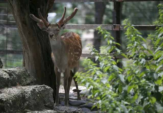 A deer is seen inside its enclosure at the zoo in Tbilisi, Georgia, June 17, 2015. Tigers, lions, bears and wolves were among more than 30 animals that escaped from a Georgian zoo and onto the streets of the capital Tbilisi on Sunday during floods that killed at least 12 people. REUTERS/David Mdzinarishvili