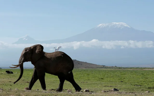 An elephant walks in Amboseli National Park in front of Kilimanjaro Mountain, Kenya, March 19, 2017. (Photo by Goran Tomasevic/Reuters)