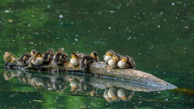 Standalone picture dated May 26, 2024 shows ducklings huddled together and keeping dry on a branch at Swindon Lagoons Reserve in Wiltshire, UK. (Photo by Teresa Farr/Bav Media)