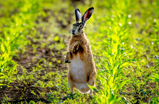 A hare stand on a field in the outskirts of Frankfurt, Germany, early Monday, May 27, 2024. (Photo by Michael Probst/AP Photo)