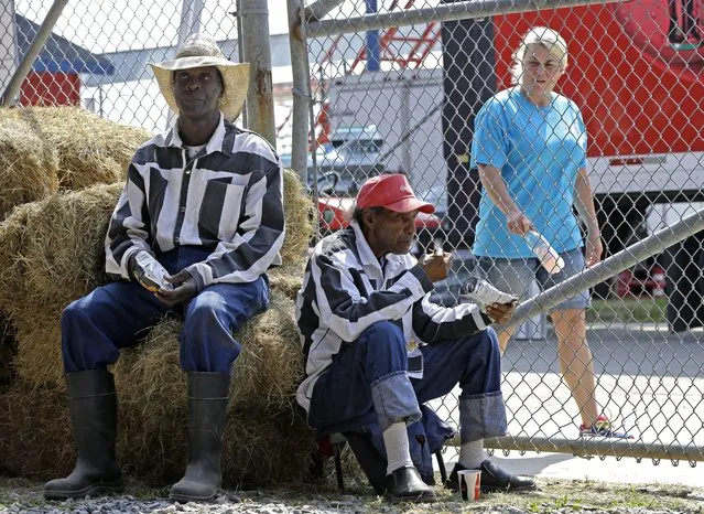 A person walks behind a fence past prisoner participants in the Angola Prison Rodeo in Angola, La., Saturday, April 26, 2014. Those competing in the rodeo have to pass a physical to be deemed strong and healthy enough, and thousands of others work year-round making arts and crafts to sell at the event, according to the prison's athletic director. (Photo by Gerald Herbert/AP Photo)