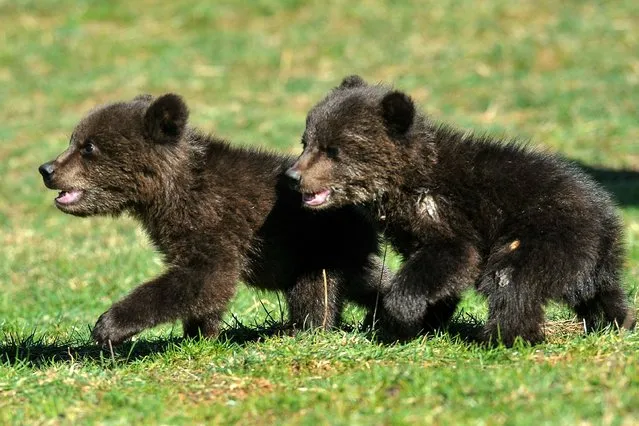 A picture taken on March 28, 2017 shows two orphan bear cubs, named Masha and Brundo, playing in a village located some 20 kilometres north of the capital Podgorica, at the family property of a 31-year old animal lover in Blisna, who took them temporarily so that they can grow up in conditions as close as possible to the wild life. Their mother was without doubt killed by a hunter – Montenegro is moved over two orphan bear cubs, saved by humans from a certain death from hunger but torn from the wild. Montenegrin mountains are home to 50 to 100 brown bears, according to ecologists while the national hunters' association puts their number at 357. (Photo by Savo Prelevic/AFP Photo)