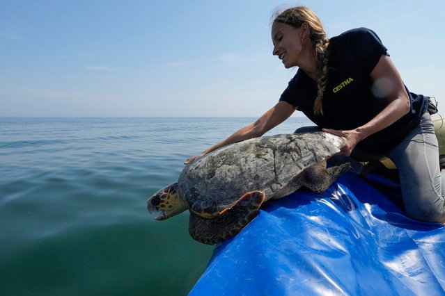 Marine biologist Linda Albonetti releases a turtle named Vulcano into the Adriatic Sea in a no-fishing zone off the coast of Marina di Ravenna, Italy, Saturday, June 8, 2024. A nonprofit rescues and treats injured turtles that are sometimes hurt by trawlers. (Photo by Luca Bruno/AP Photo)