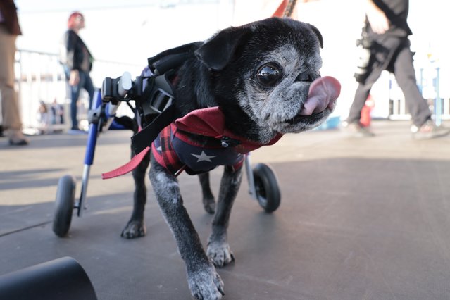 Rome, a 14-year old Pug poses for the press after placing second during the 2024 World's Ugliest Dog Contest at the Sonoma-Marin Fair in Petaluma, California, USA, 20 June 2024. The World's Ugliest Dog Contest has been going strong for over 30 years and is a testament that the pedigree does not define the pet. This world-renowned annual event celebrates the imperfections that make all dogs special and unique. (Photo by John G. Mabanglo/EPA/EFE)