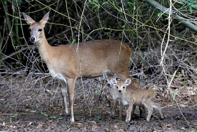 One day old babies of Chinkara with their mother at Van Vihar National park in Bhopal, India, 20 September 2019. Van Vihar which was declared a national park in 1983, covers an area around 445.21 hectares. Although having the status of a national park, Van Vihar is developed and managed as a modern Zoological Park. The animals are kept in their near natural habitat. Most of the animals are either orphaned brought from various parts of the state or are exchanged from other zoos. (Photo by Sanjeev Gupta/EPA/EFE)