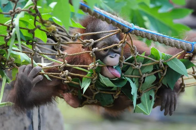 Rizki, 10 months orphaned Bornean orang utan learns to bite at Surabaya Zoo as he prepares to be released into the wild on May 19, 2014 in Surabaya, Indonesia. Damai (3) and Rizki (10 months), two orangutan brothers who were abandoned by their mother Dora (13) shortly after birth. (Photo by Robertus Pudyanto/Getty Images)