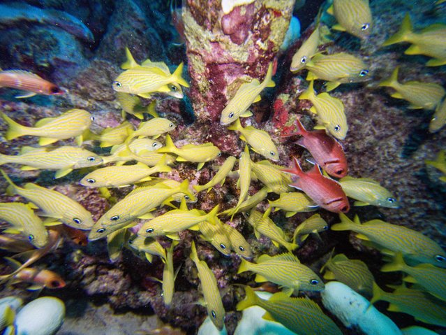 Grunt fish swim around the Arashi reef off the coast of Noord in Aruba on November 15, 2023. (Photo by Joseph Prezioso/AFP Photo)