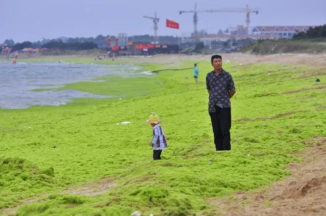 A man looks away as a child plays on a algae-covered beach in Rizhao, Shandong province, China, July 18, 2015. (Photo by Reuters/Stringer)